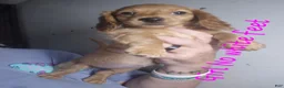 Miniature Dachshund dogs for sale: Miniature Dachshund 5 - Ad 1