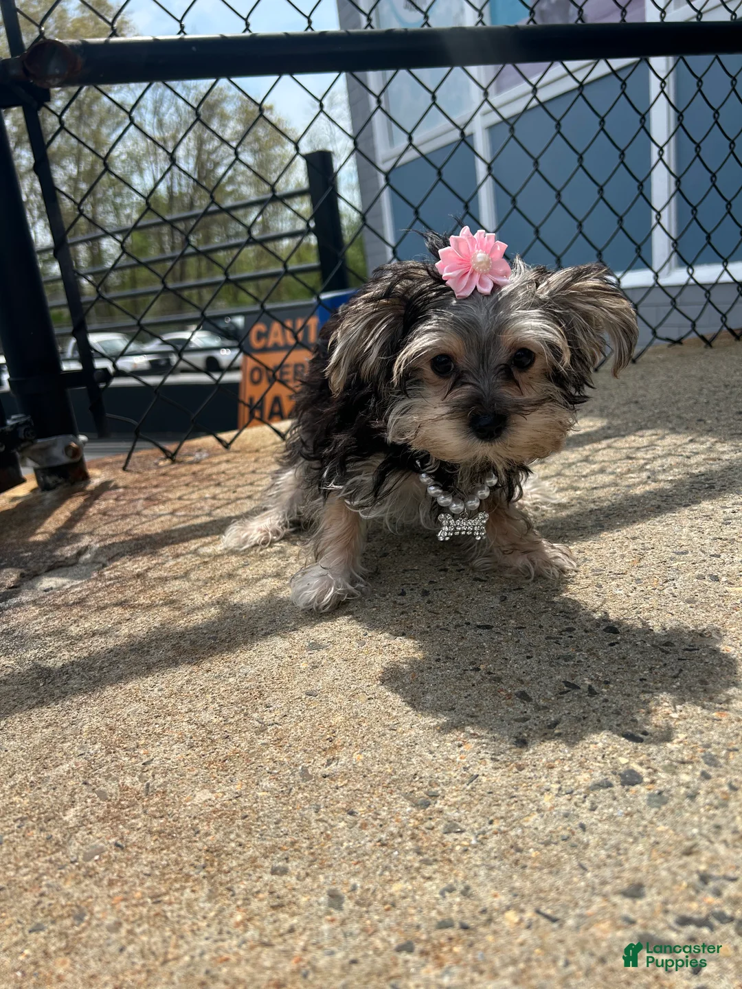 Morkie dogs for sale: Morkie Puppy 3 - Ad 3