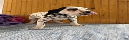 Dalmatian dogs for sale: Talia - Ad 17