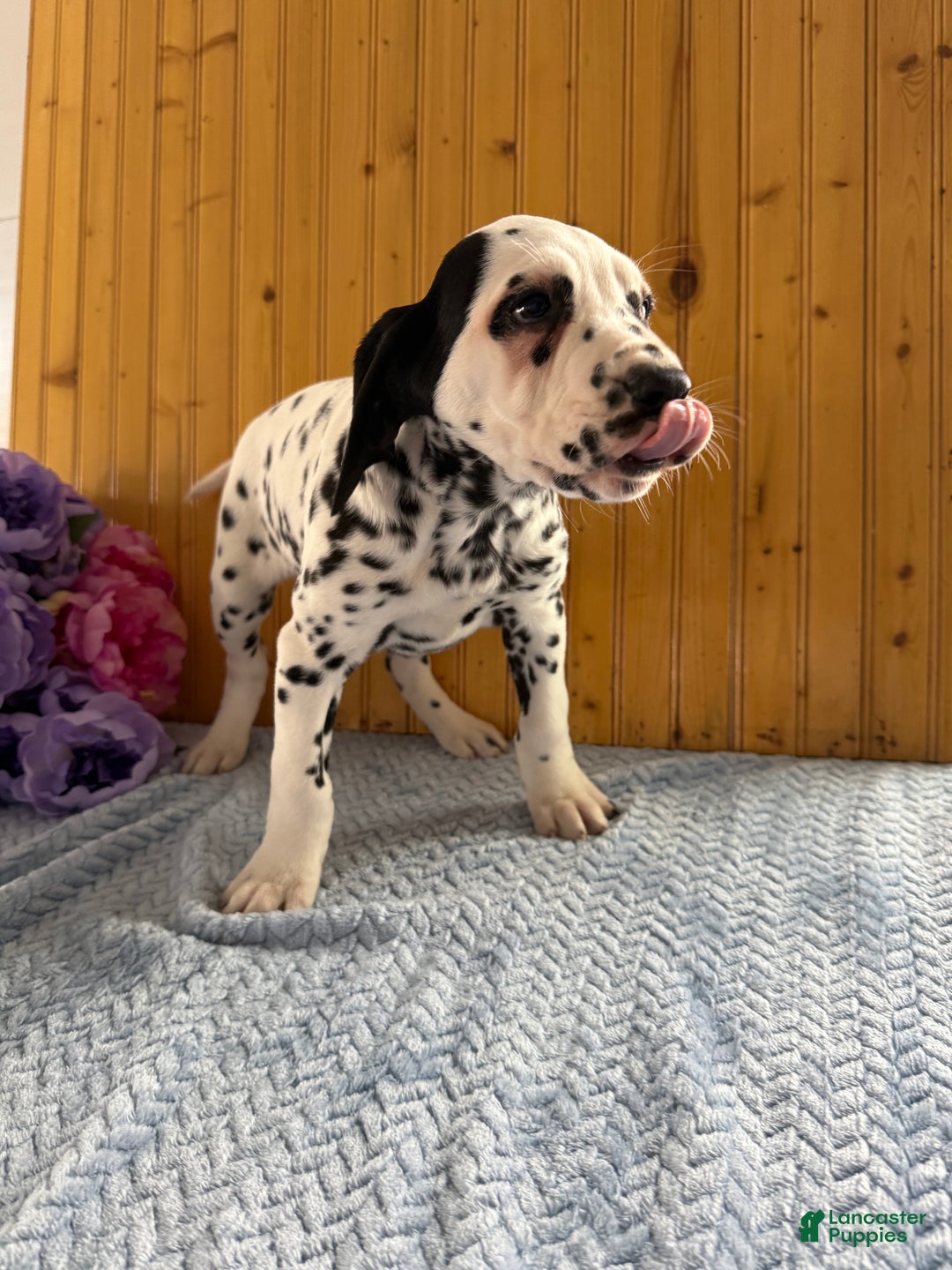 Dalmatian dogs for sale: Talia - Ad 17