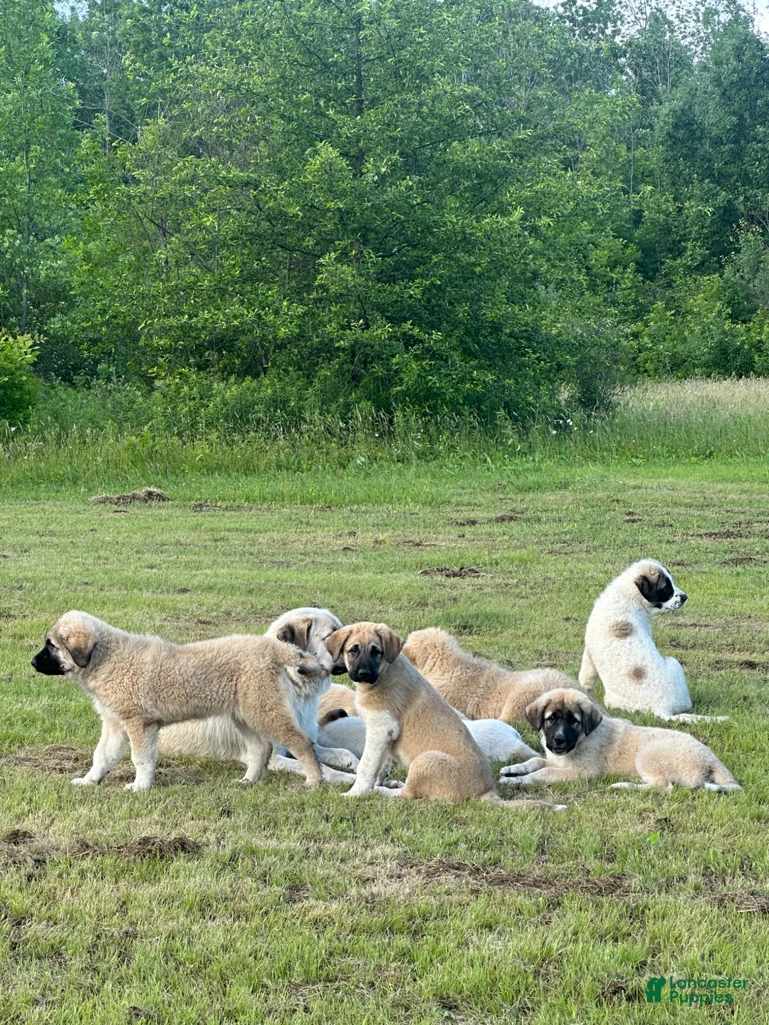 Anatolian Shepherd dogs for sale: Anatolian Shepherd 4 - Ad 3