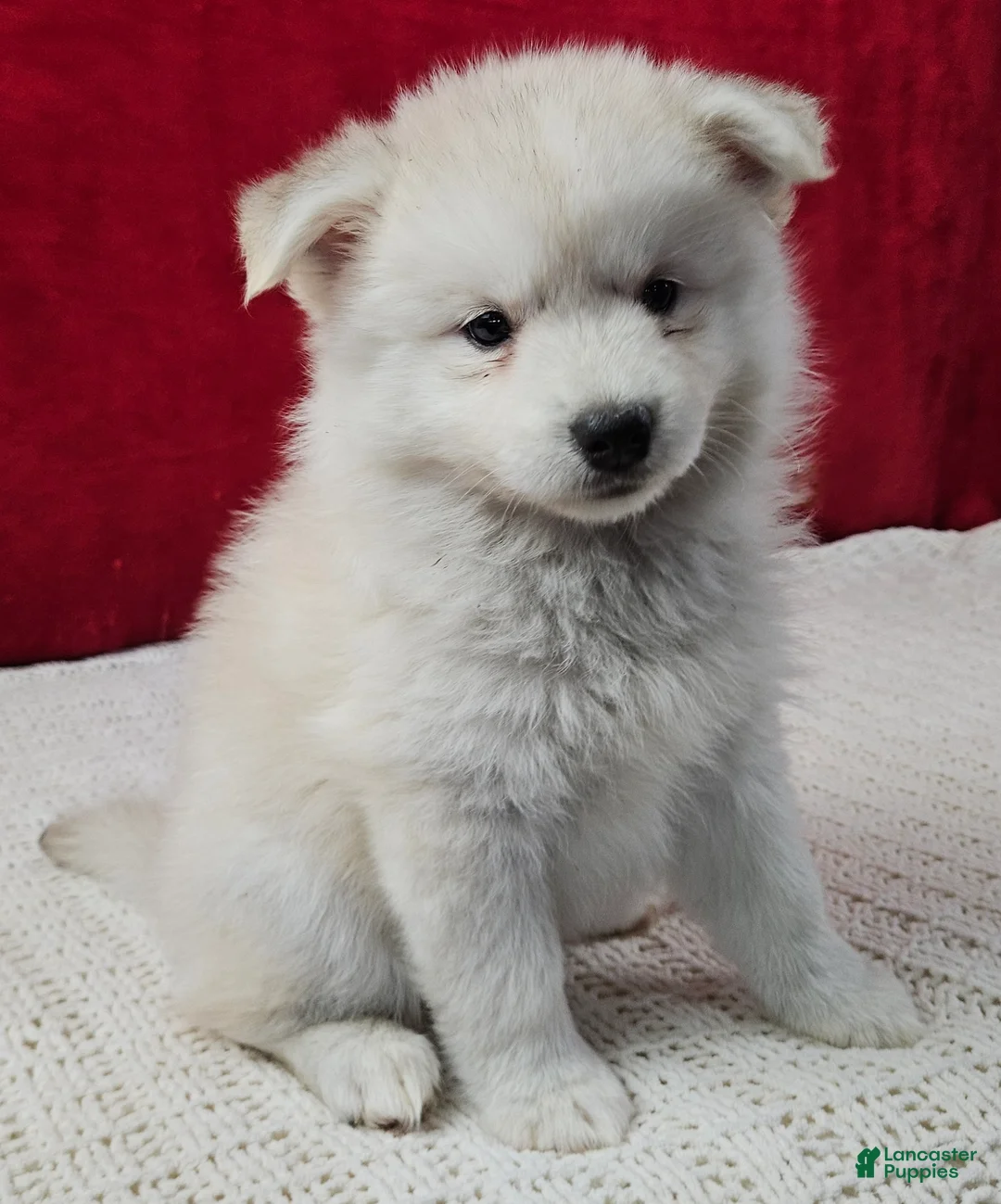 Pomsky dogs for sale: Latte - Ad 3