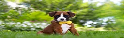 Boxer dogs for sale: Scooter - Ad 13