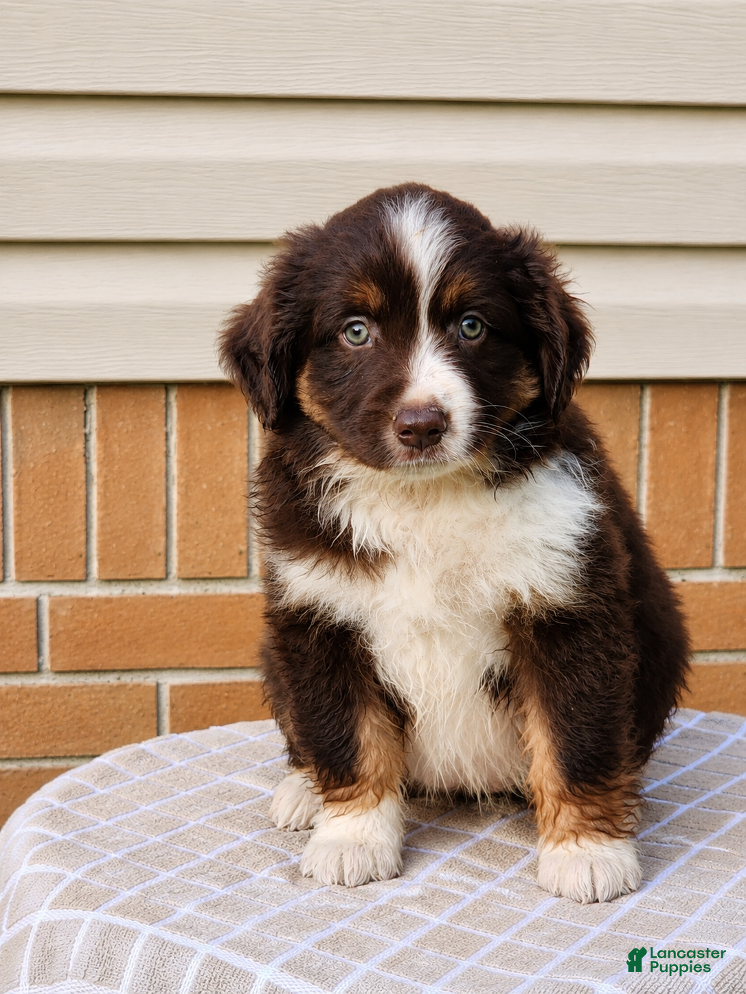 Miniature Australian Shepherd dogs Rosa - Ad 9