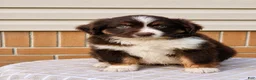 Miniature Australian Shepherd dogs for sale: Rosa - Ad 1