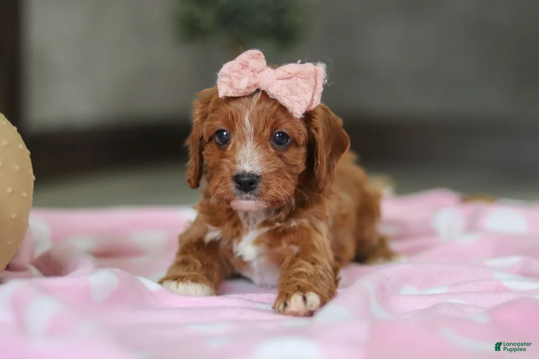 Cavapoo dogs for sale: Charlotte - Ad 11