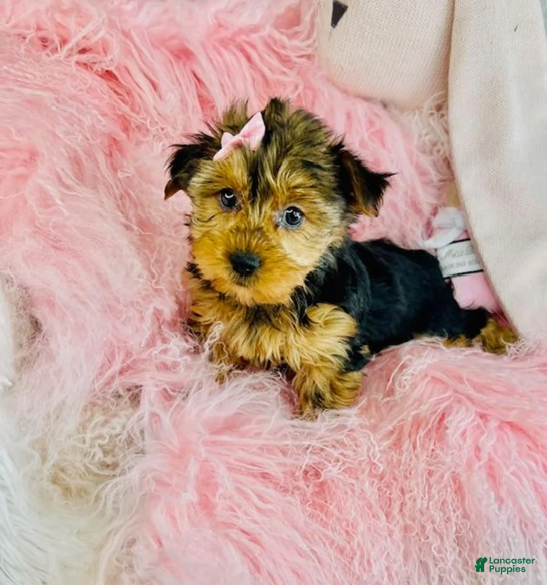 Yorkshire Terrier dogs for sale: Yorkshire Terrier Puppy 1 - Ad 2