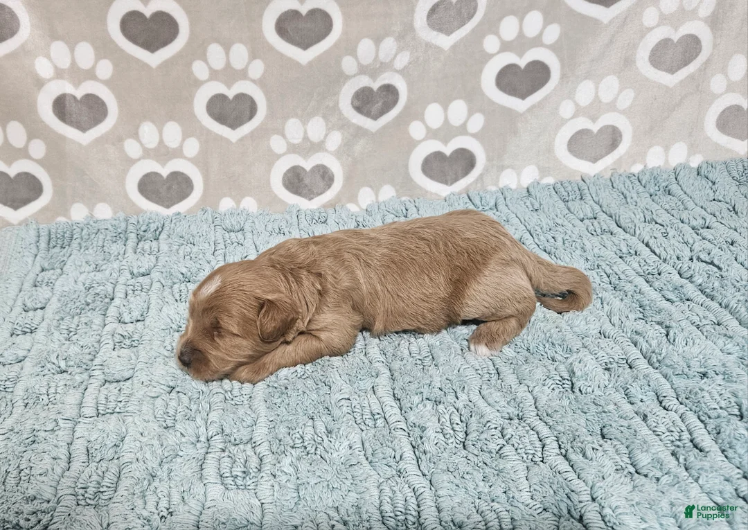 Mini Bernedoodle dogs for sale: F1b Dean - Ad 2