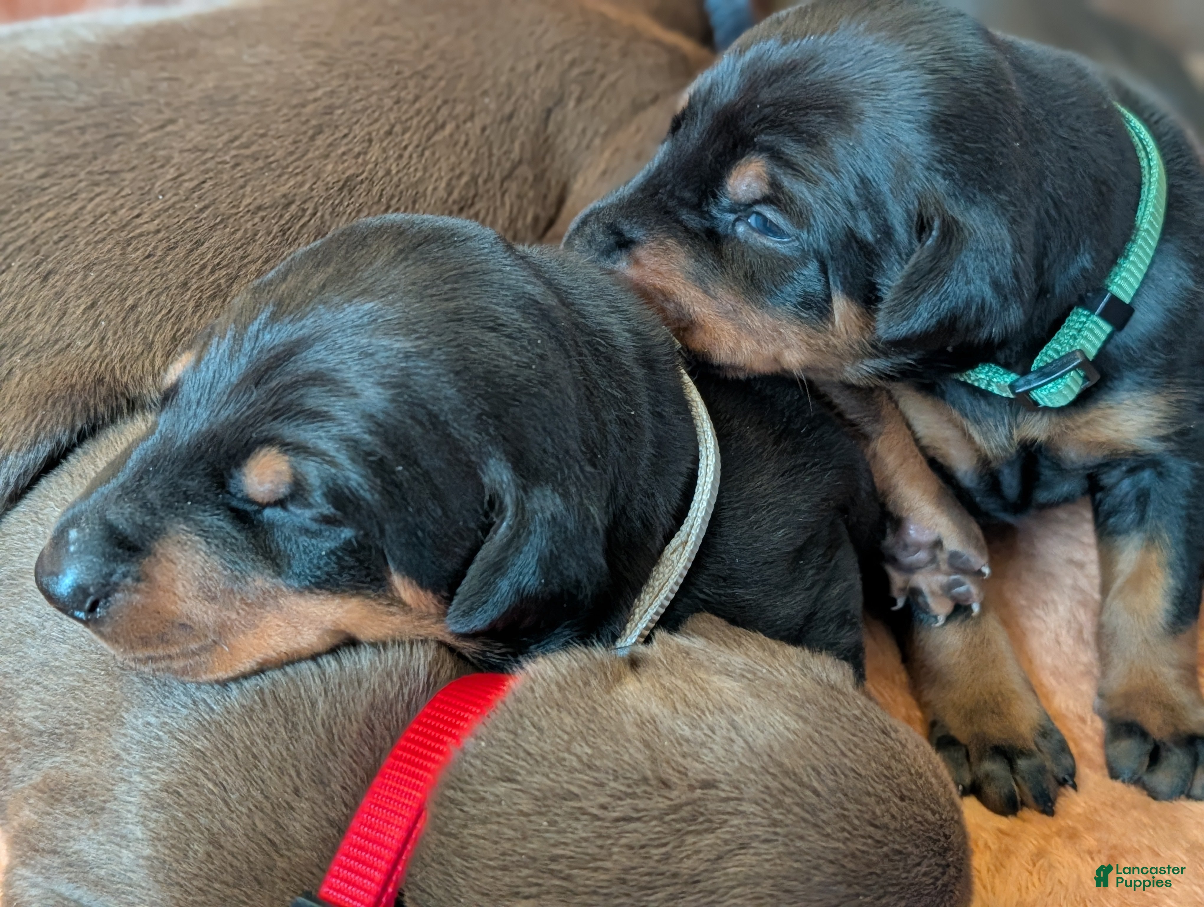 Doberman Pinscher dogs Doberman Pinscher Puppy 5 - Ad 35