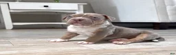 American Bully dogs for sale: American Bully Puppy 6 - Ad 4