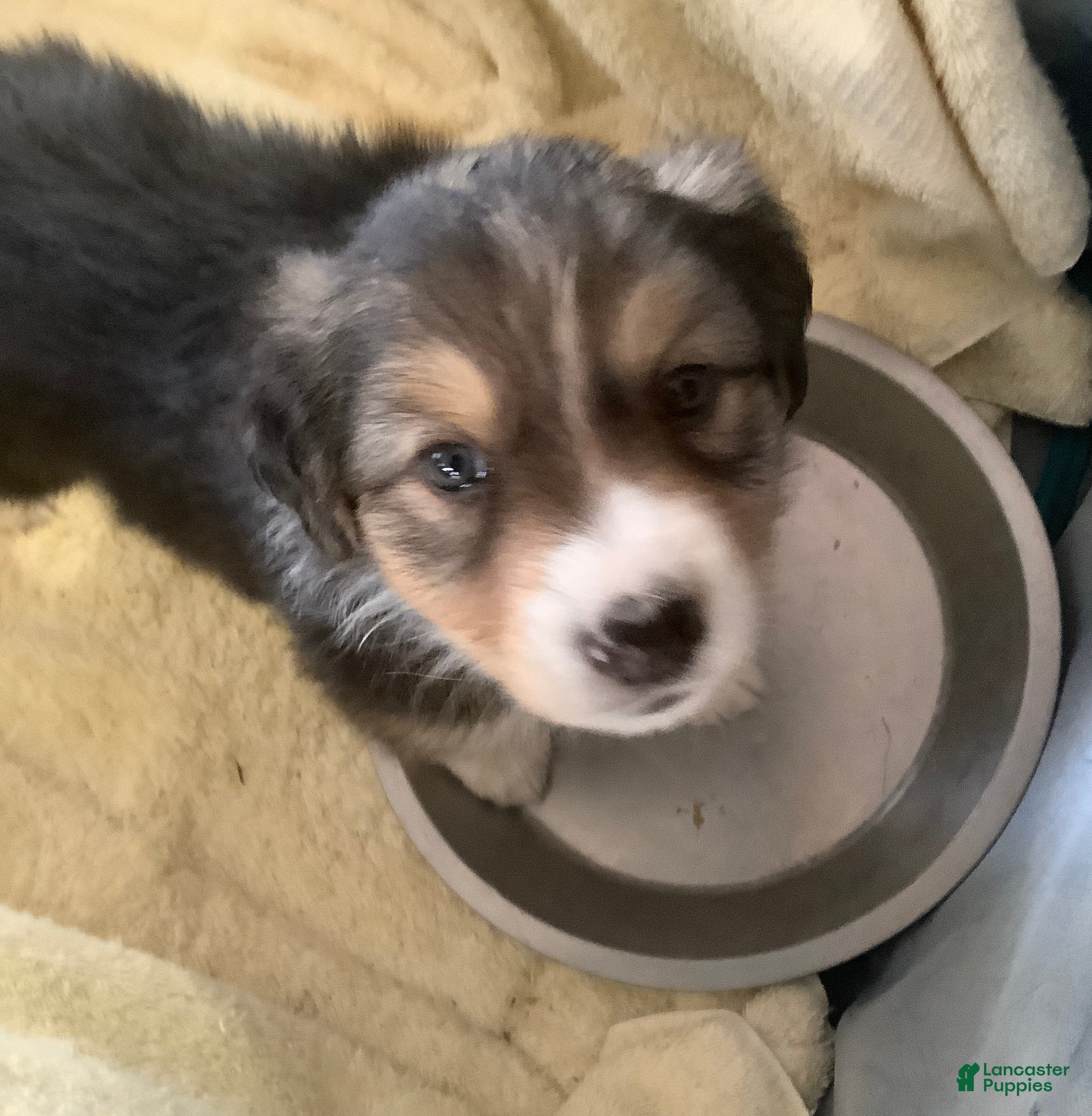Australian Shepherd dogs Australian Shepherd Puppy 4 - Ad 16