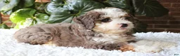 Mini Bernedoodle dogs for sale: Lexi - Ad 3