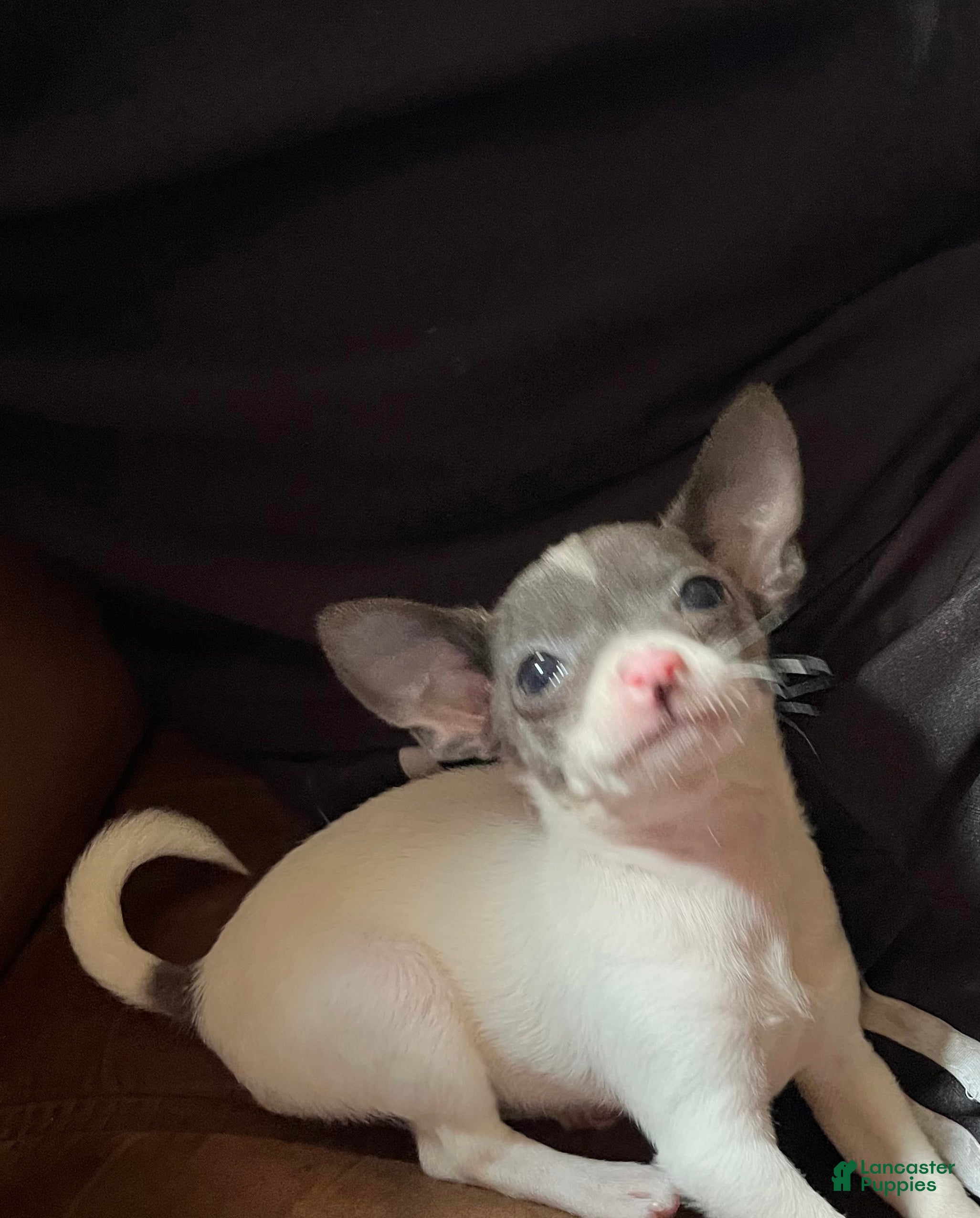 Chihuahua dogs Teacup Chihuahua Puppy - Ad 31