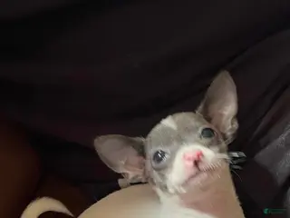 Chihuahua dogs Teacup Chihuahua Puppy - Ad 10