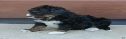 Mini Bernedoodle dogs for sale: Gina  - Ad 3