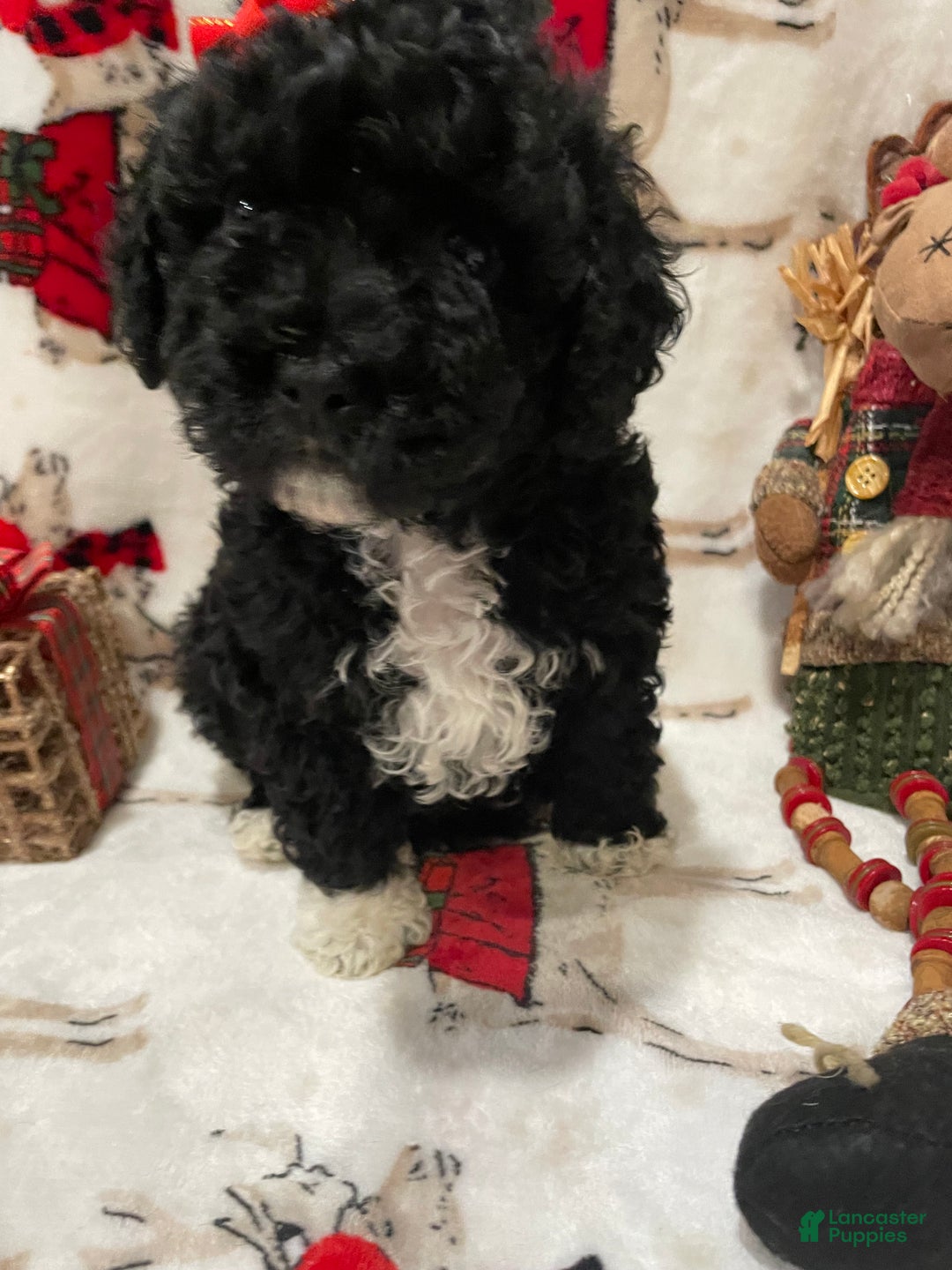 Cockapoo dogs for sale: Mitten's - Ad 5