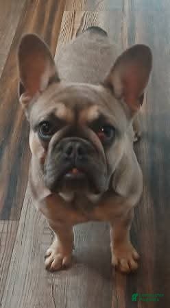 French Bulldog dogs French Bulldog 2 - Ad 1