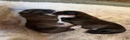 Mixed Breed dogs for sale: Beau  - Ad 3