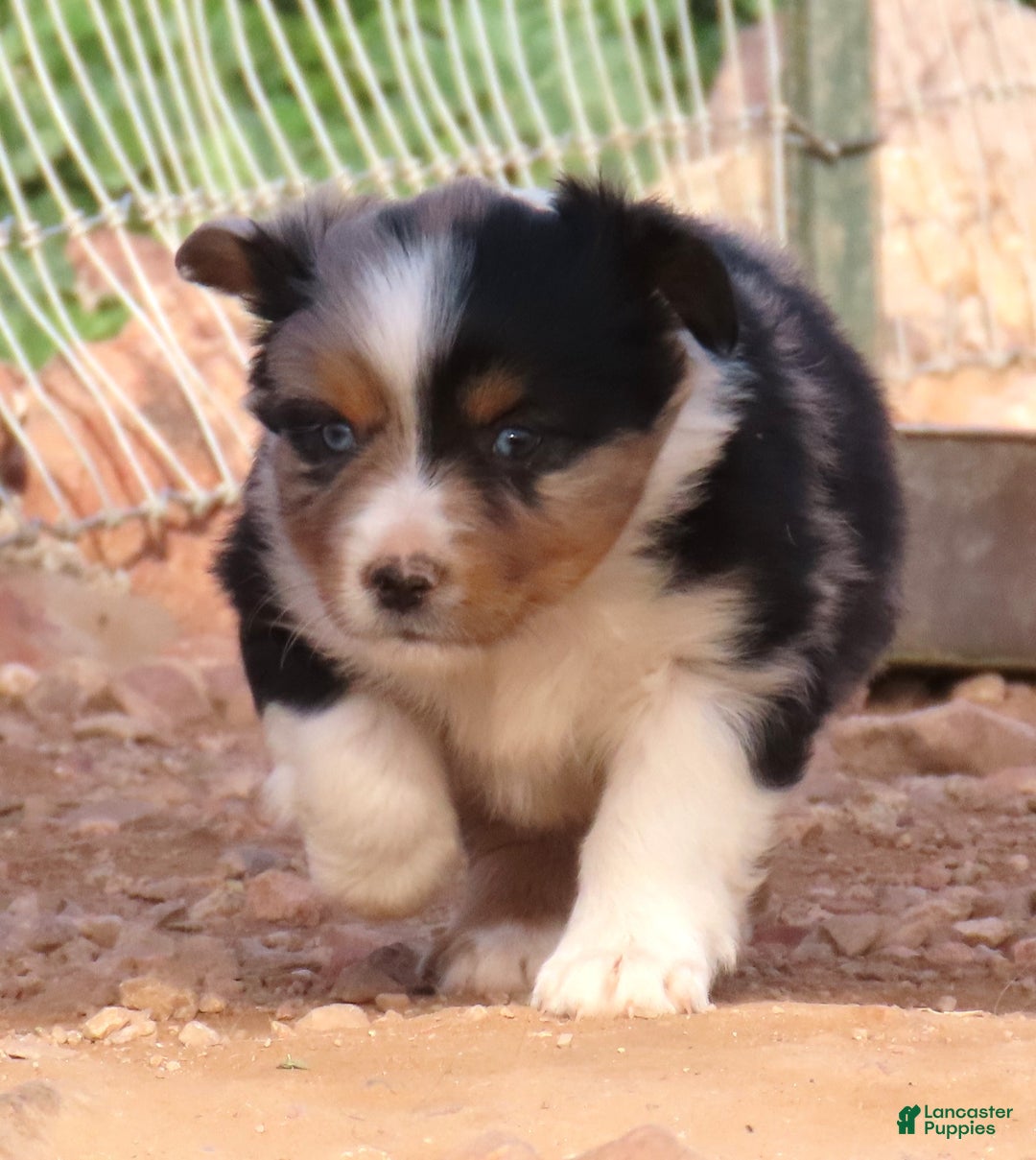 Miniature Australian Shepherd dogs for sale: Blue merle girl with 1.5 blue eyes - Ad 6