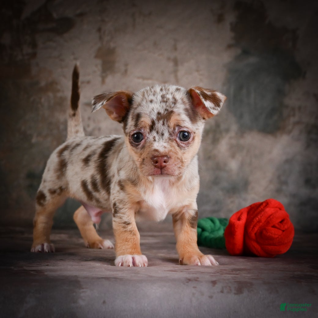 Chihuahua dogs for sale: Cash - Ad 6