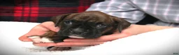 Boxer dogs for sale: Georgie - Ad 4