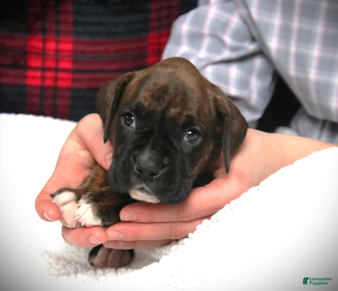 Boxer dogs for sale: Georgie - Ad 4