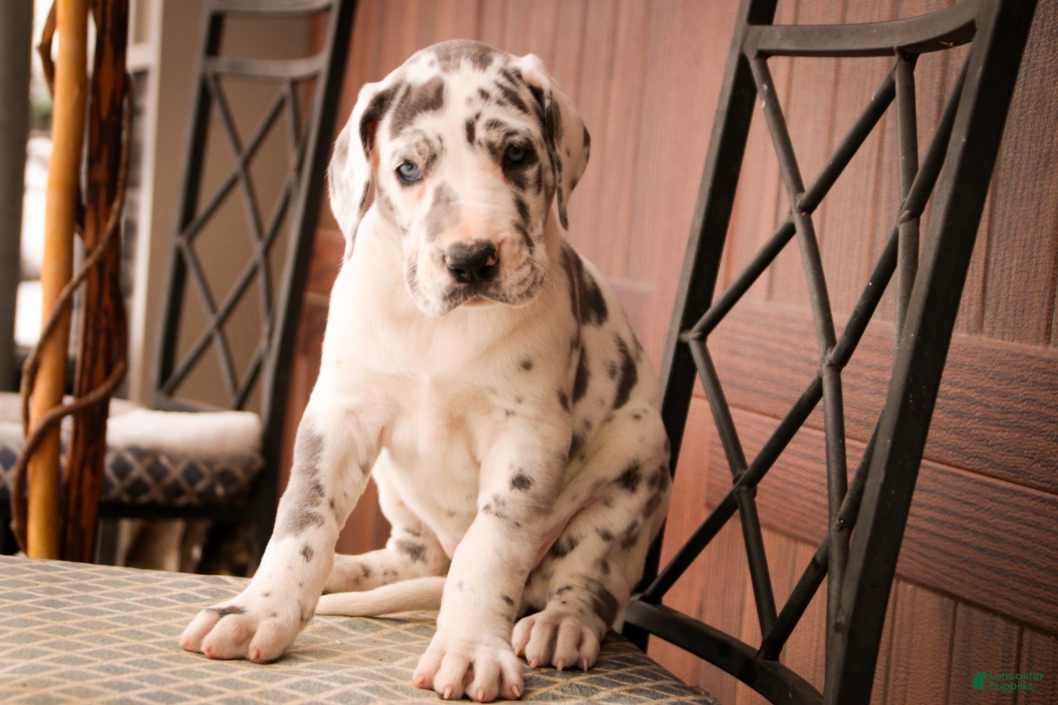 Great Dane dogs Emily - Ad 24