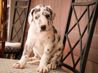 Great Dane dogs Emily - Ad 33