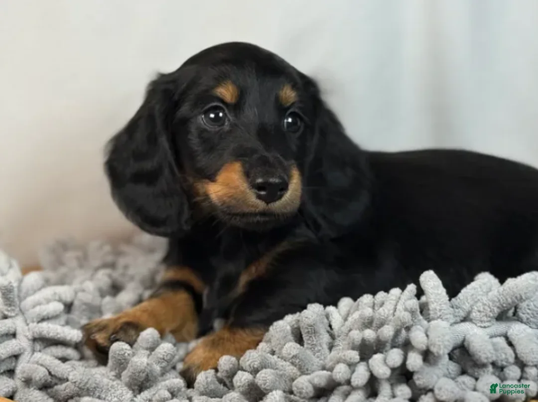 Miniature Dachshund dogs for sale: Miniature Dachshund Boy - Ad 1