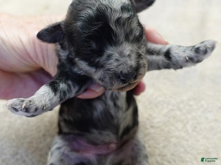 Toy Poodle dogs Nyx blue merle - Ad 12