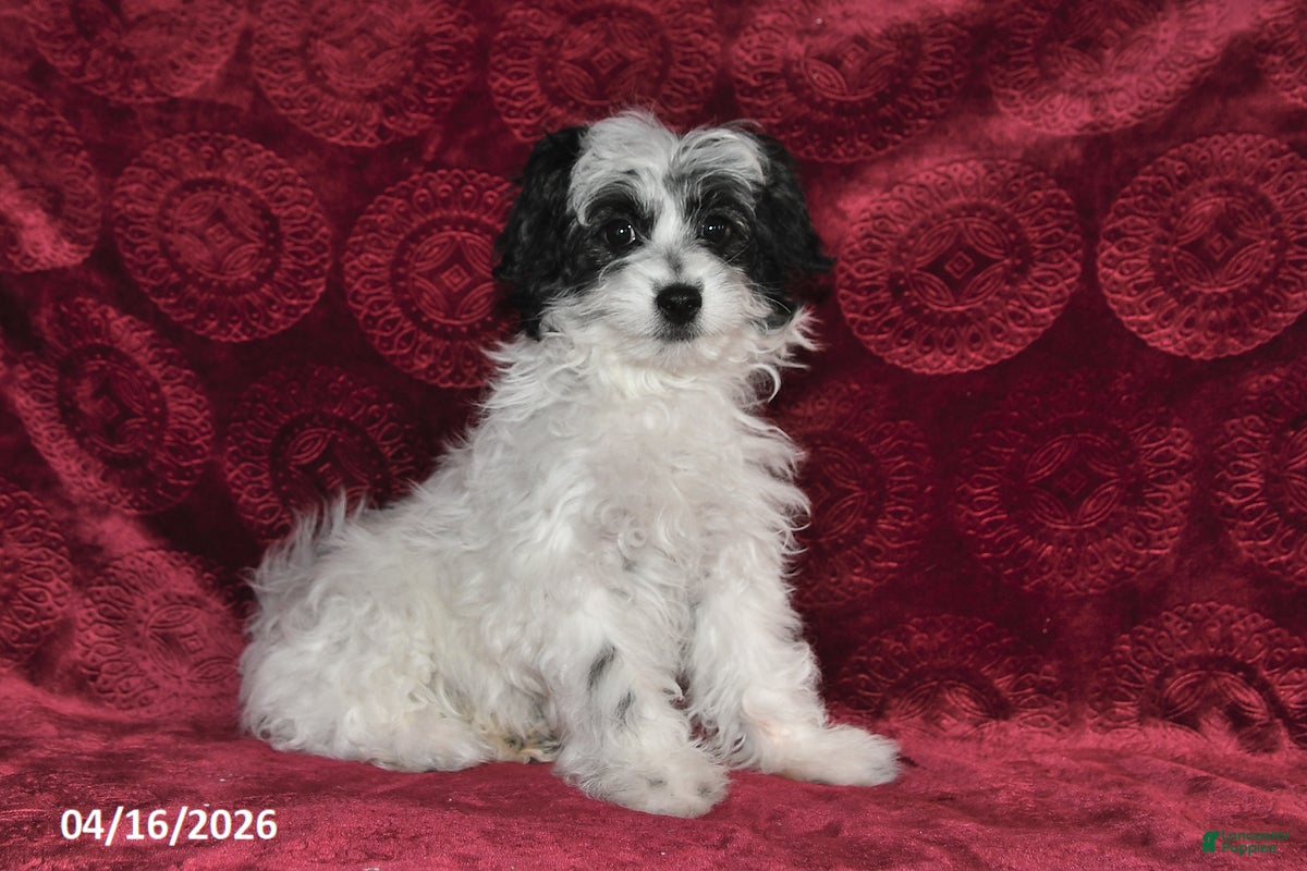 Maltipoo dogs Chloe - Ad 1