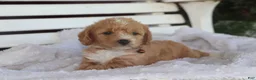 Miniature Labradoodle dogs for sale: Charlie - Ad 3