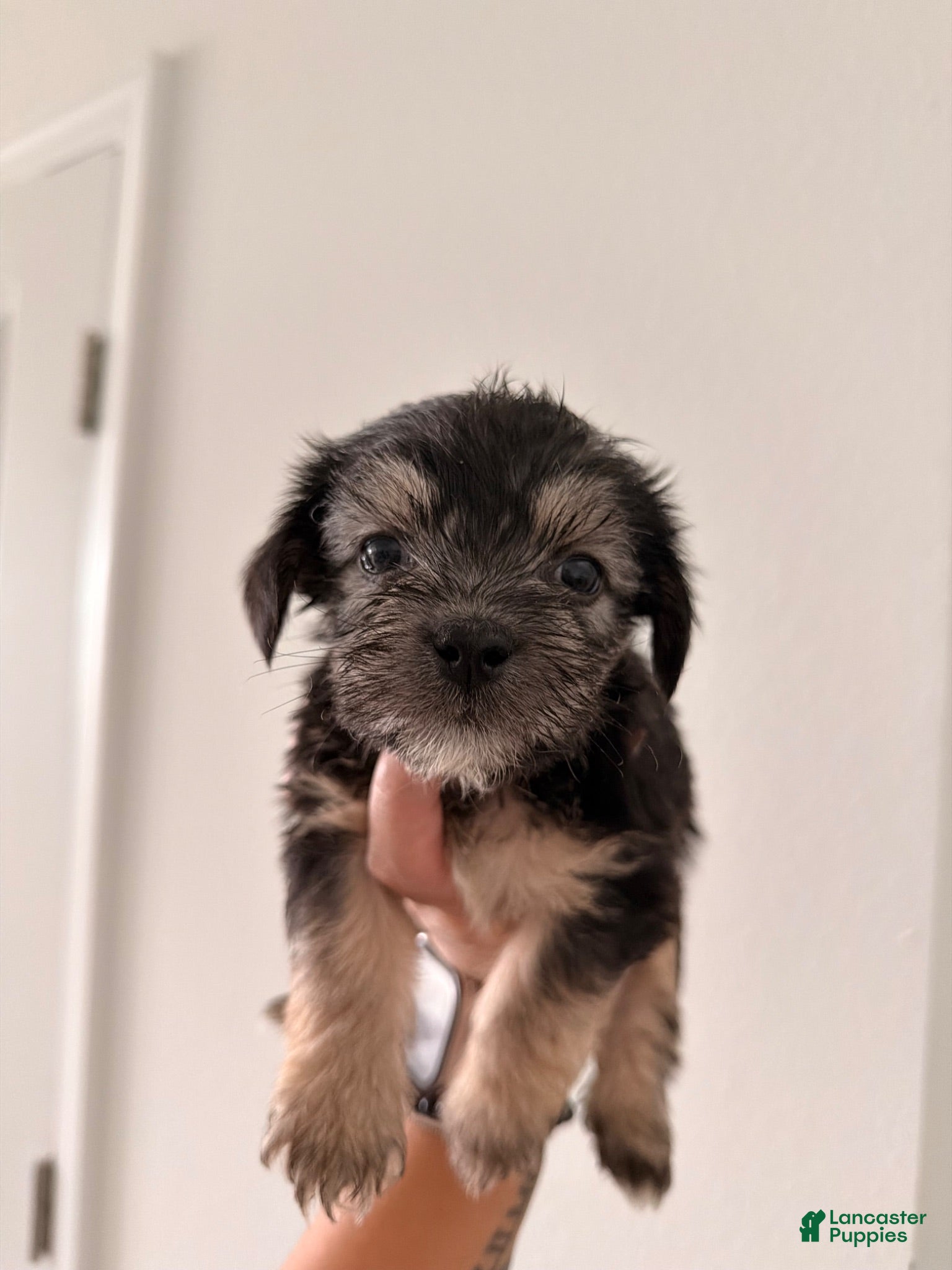 Mixed Breed dogs for sale: Rocky - Ad 3