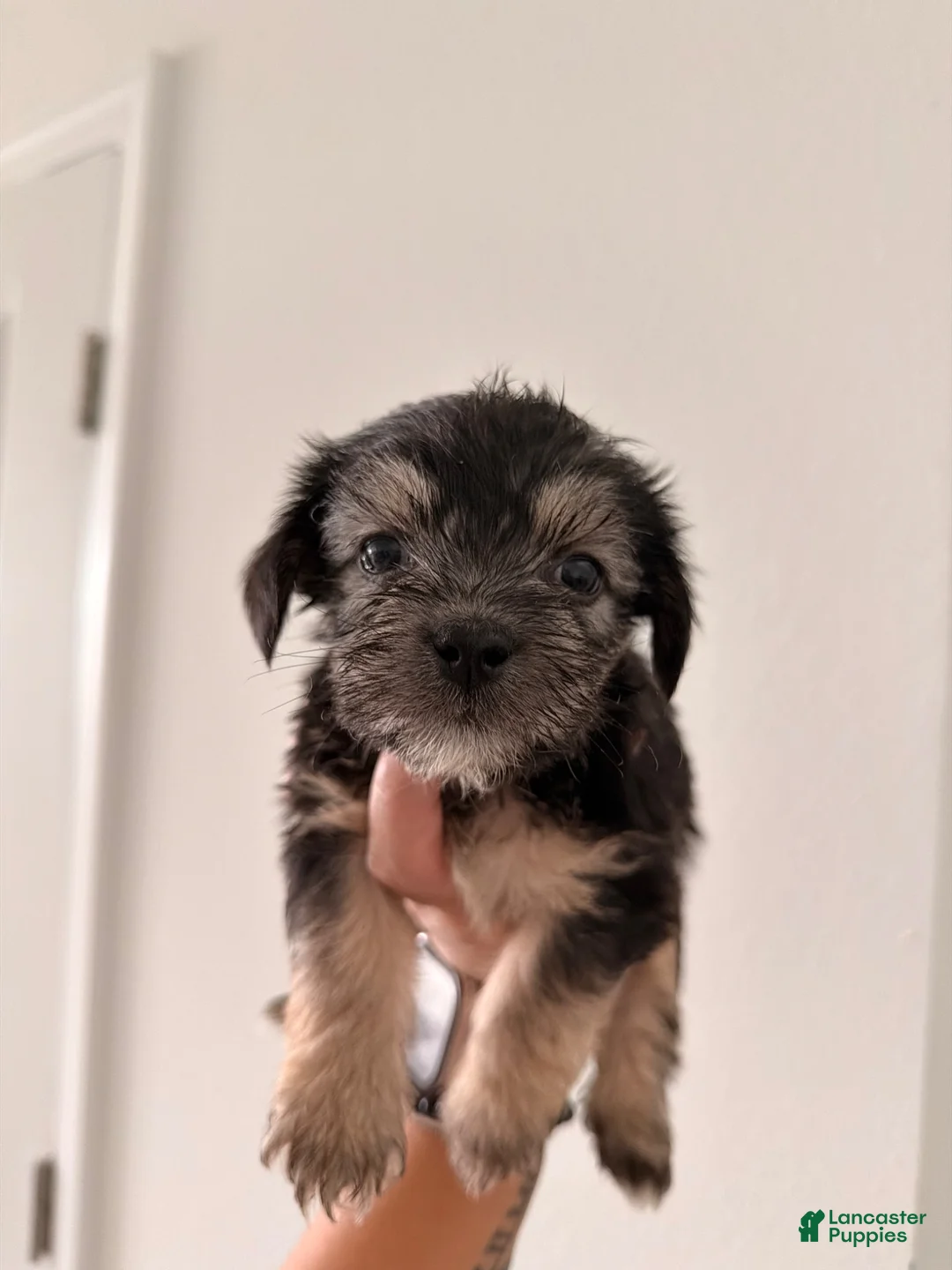 Mixed Breed dogs for sale: Rocky - Ad 1