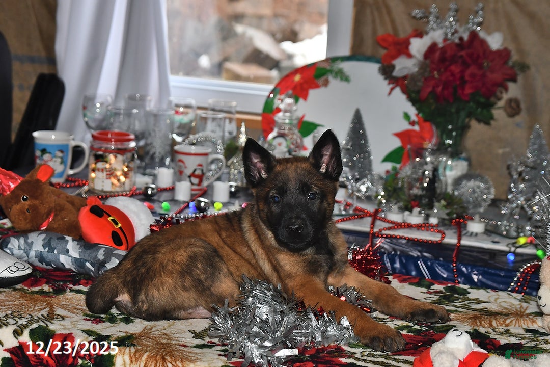 Belgian Malinois dogs for sale: Finn - Ad 8
