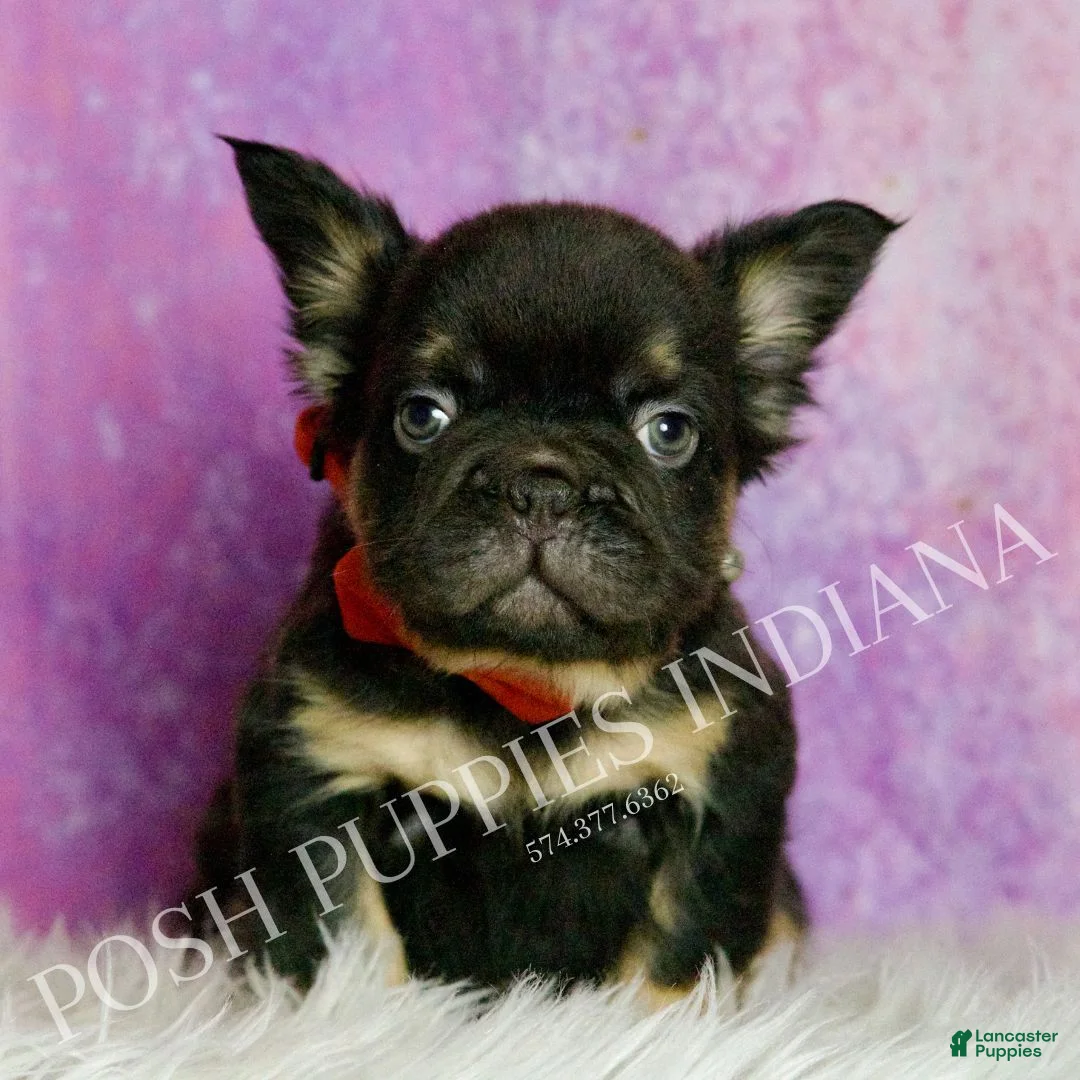 French Bulldog dogs for sale: Rolls Royce - Ad 6