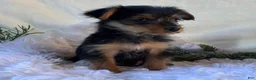 Yorkshire Terrier dogs for sale: MR Pepsi - Ad 8