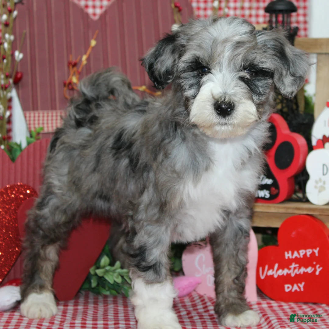 Mixed Breed dogs for sale: ozzy - Ad 1