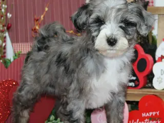 Mixed Breed dogs ozzy - Ad 16