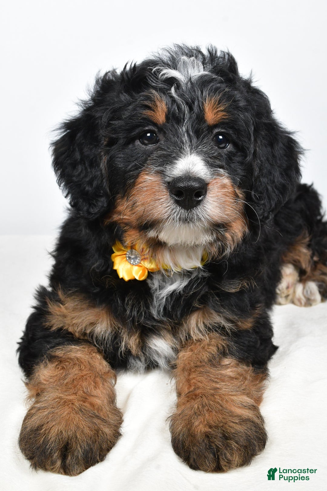 Mini Bernedoodle dogs for sale: Cloe - Ad 4