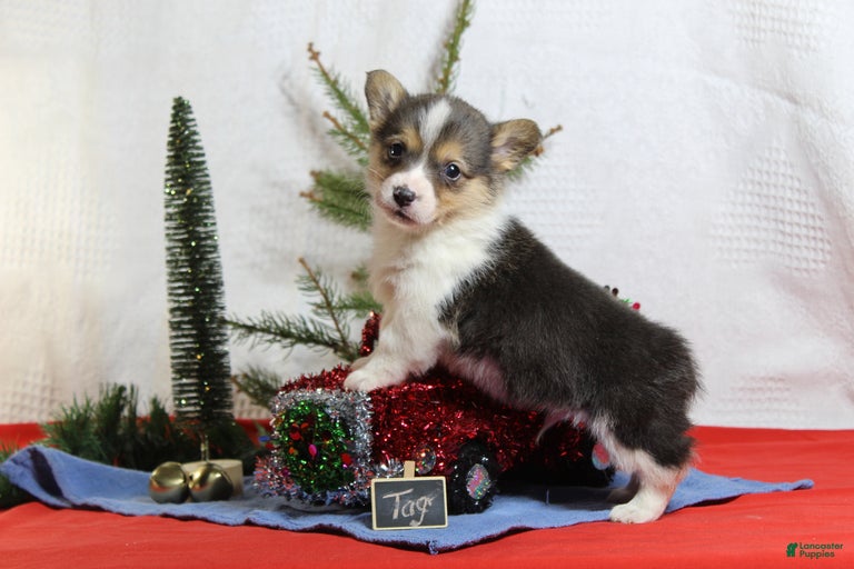 Gallery Image {{count}}