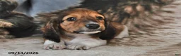Miniature Dachshund dogs for sale: Teddy - Ad 3