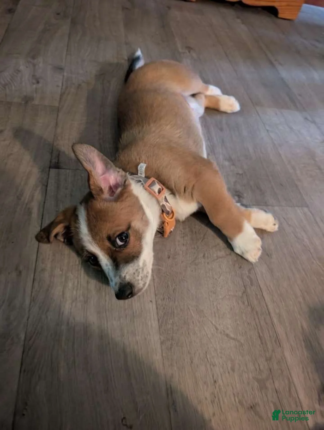 Mixed Breed dogs for sale: Cowboy corgi  - Ad 3