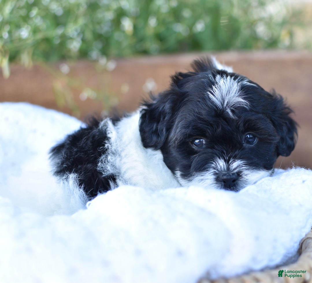 Mixed Breed dogs for sale: Oreo - Ad 6