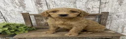 Goldendoodle dogs for sale: Goldendoodle 1 - Ad 3