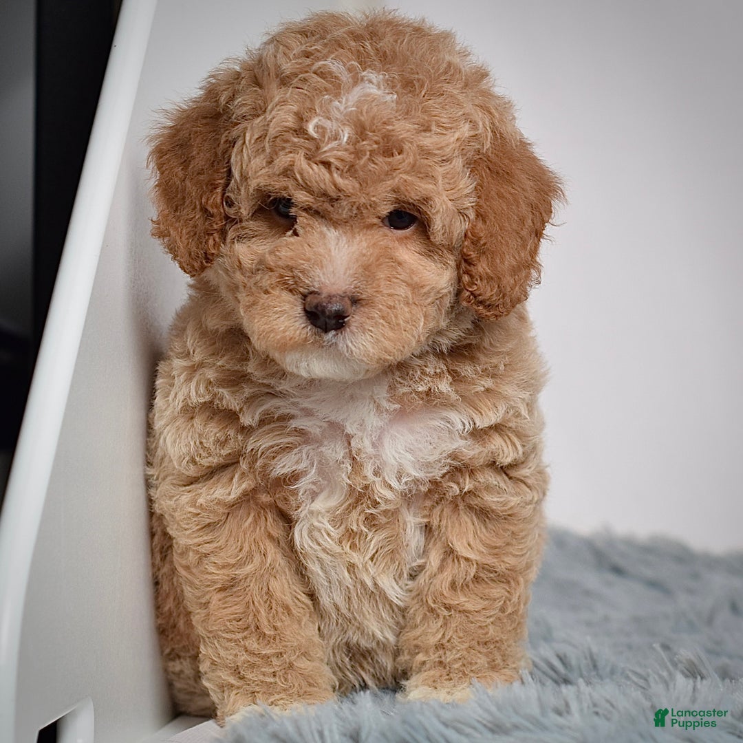 Mini Goldendoodle dogs for sale: Mr. Orlando - Ad 6