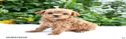Mini Goldendoodle dogs for sale: Polly - Ad 7