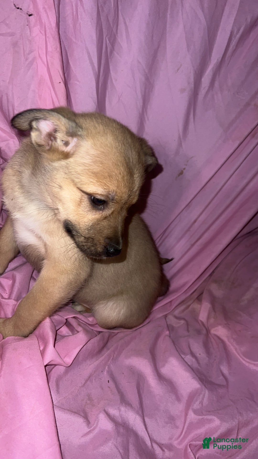 Mixed Breed dogs for sale: Girl 2 - Ad 5