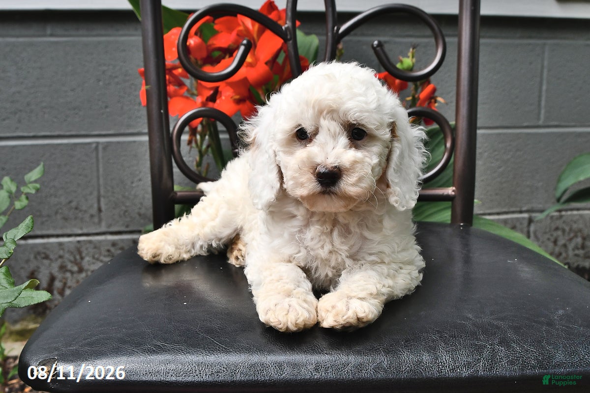 Cockapoo dogs Ashlyn - Ad 1