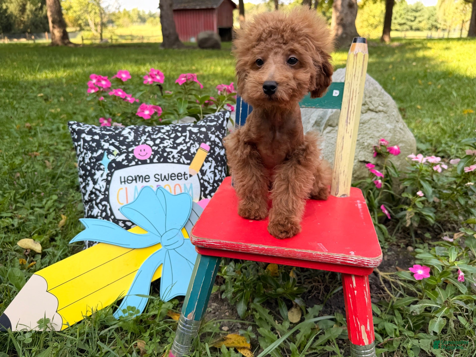 Toy Poodle dogs Bucky  - Ad 2